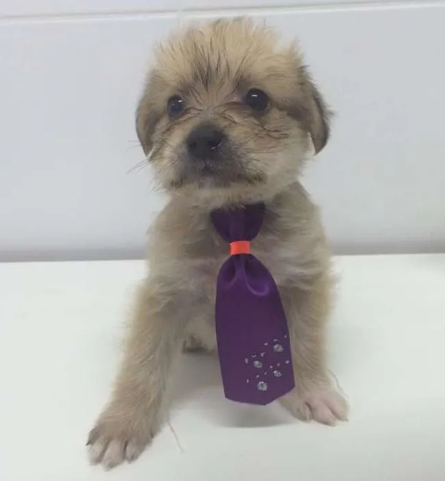 Cachorro ra a SRD idade Abaixo de 2 meses nome CAJU