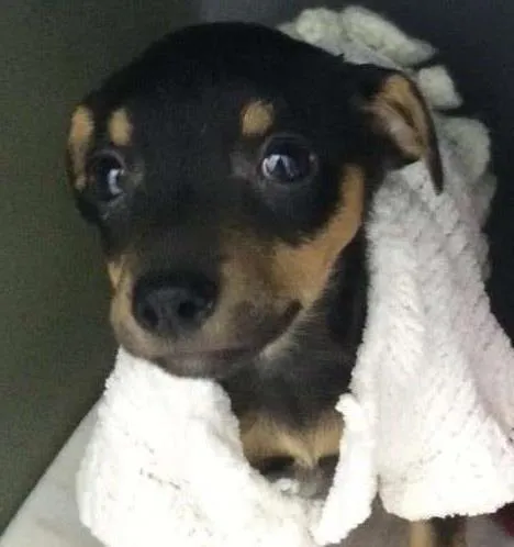 Cachorro ra a SRD idade Abaixo de 2 meses nome MALU