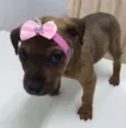 BELLA