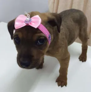 Cachorro raça SRD idade Abaixo de 2 meses nome BELLA