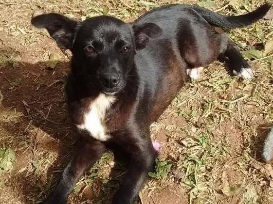 Cachorro ra a SRD idade 2 a 6 meses nome Nik