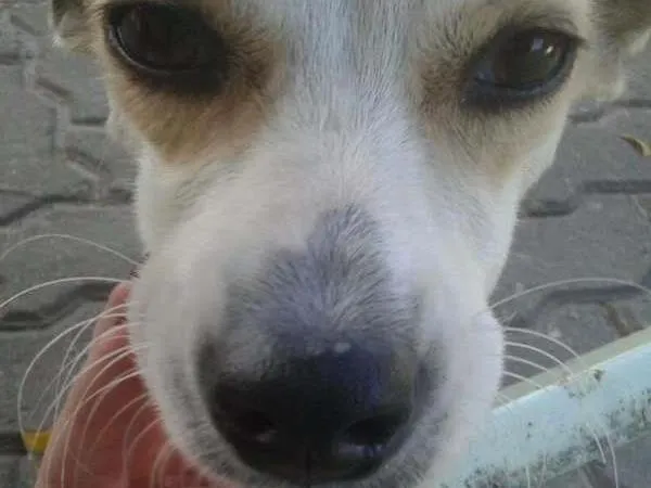 Cachorro ra a vira lata idade 7 a 11 meses nome sem nome