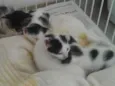 Gatinhos Filhotes
