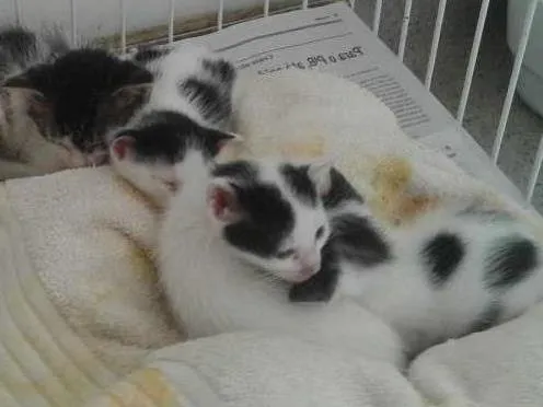 Gato raça SRD idade Abaixo de 2 meses nome Gatinhos Filhotes