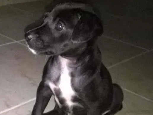 Cachorro ra a Mista idade Abaixo de 2 meses nome Sem nome