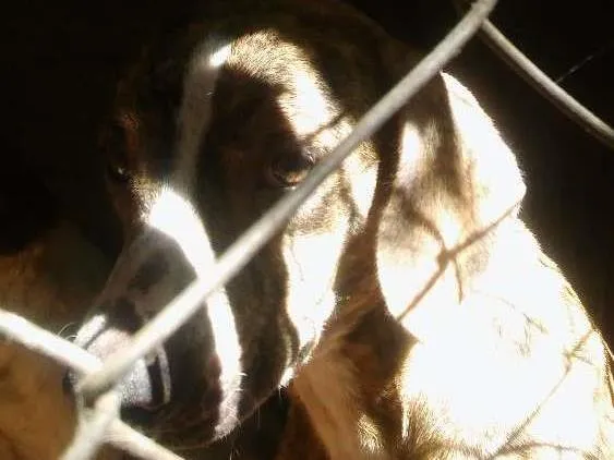 Cachorro ra a Fila idade 4 anos nome Tigresa
