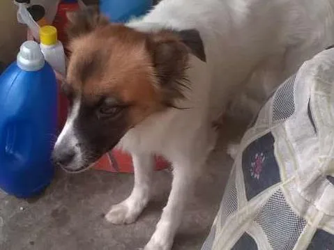 Cachorro raça lulu palmeron com outra que nao lembro idade  nome juju
