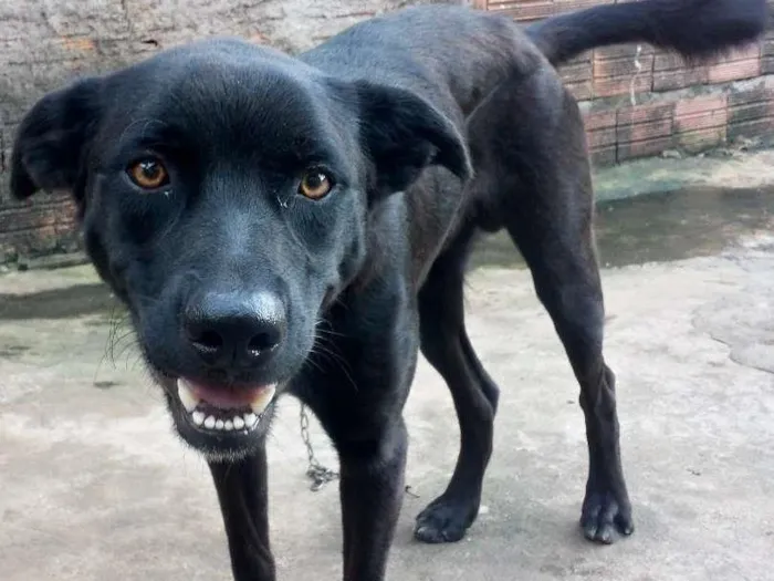 Cachorro raça Labrador com Pitbull idade 7 a 11 meses nome Hunter
