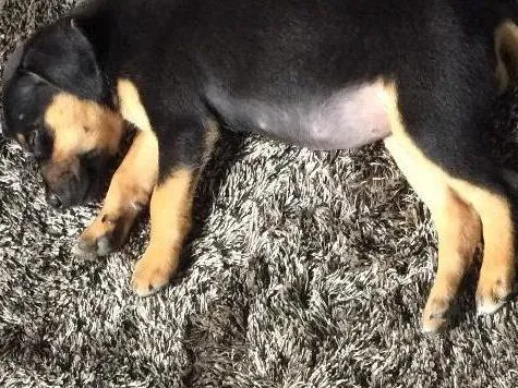 Cachorro ra a Vira lata idade 2 a 6 meses nome Mel