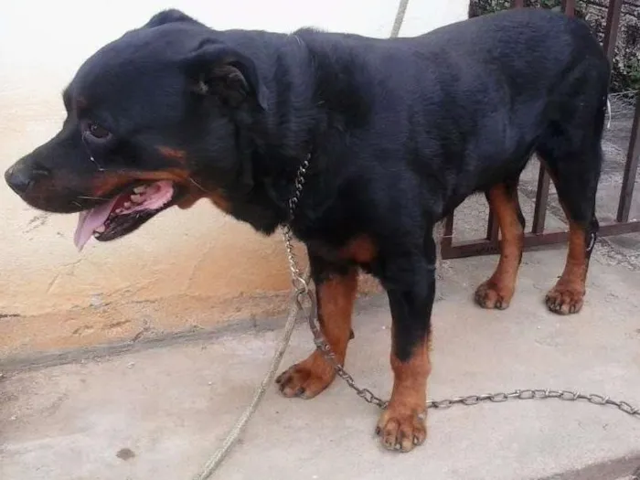 Cachorro raça Hotwailler idade 6 ou mais anos nome Schubert