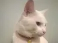 Snowbell