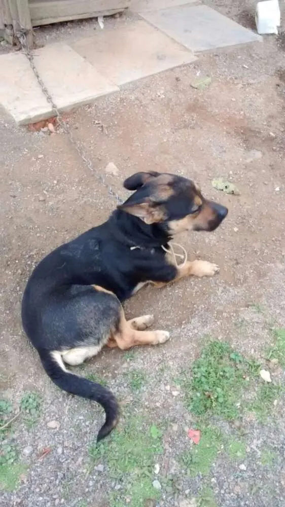 Cachorro ra a Viralata com mistura desconhecido idade 3 anos nome Bolinha