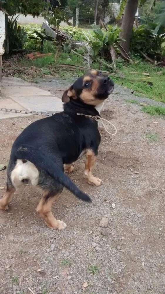 Cachorro ra a Viralata com mistura desconhecido idade 3 anos nome Bolinha