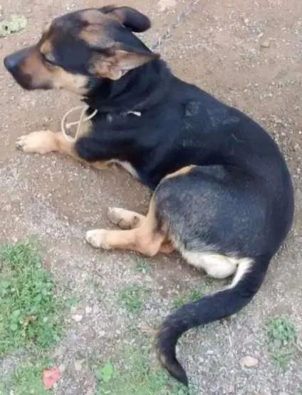 Cachorro ra a Viralata com mistura desconhecido idade 3 anos nome Bolinha