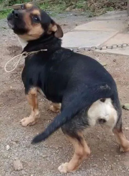 Cachorro ra a Viralata com mistura desconhecido idade 3 anos nome Bolinha