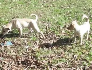 Cachorro raça Labrador  idade 2 a 6 meses nome Sem nomes