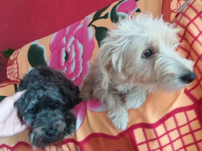 Cachorro ra a poldo idade 3 anos nome Neguinha