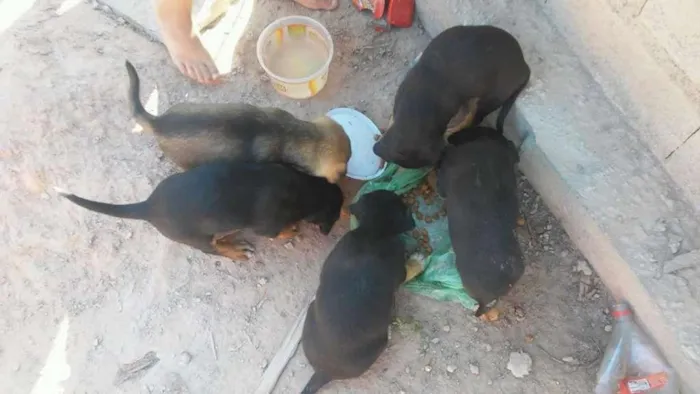 Cachorro ra a vira-lata idade 2 a 6 meses nome bel 