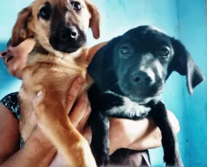 Cachorro raça Srd idade 2 a 6 meses nome Filhotes