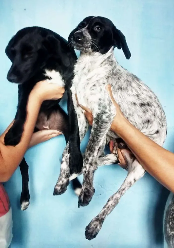 Cachorro ra a Srd idade 2 a 6 meses nome Filhotes