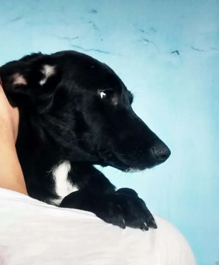 Cachorro ra a Srd idade 2 a 6 meses nome Filhotes