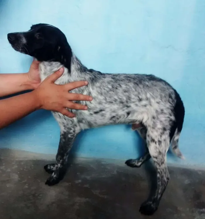 Cachorro ra a Srd idade 2 a 6 meses nome Filhotes
