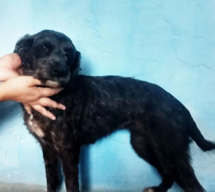 Cachorro ra a Srd idade 2 a 6 meses nome Filhotes