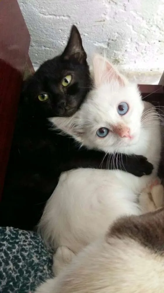 Gato ra a  idade 2 a 6 meses nome Varios