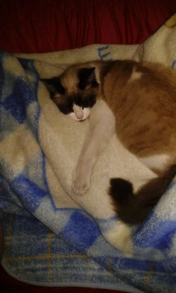 Gato ra a  idade 2 a 6 meses nome Varios