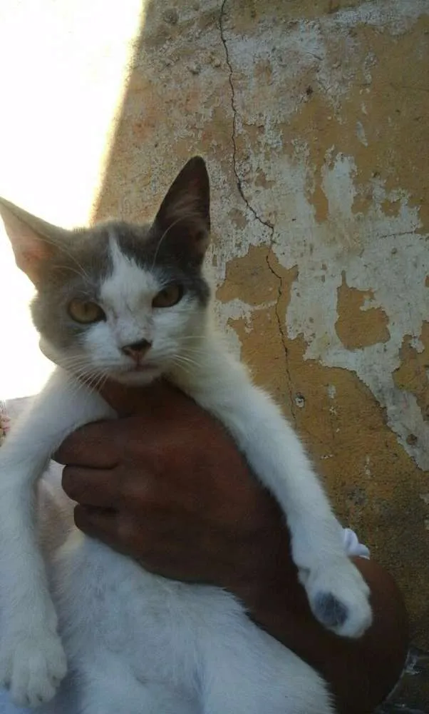 Gato ra a  idade 2 a 6 meses nome Varios