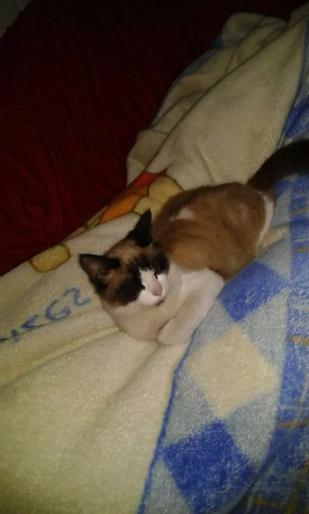 Gato ra a  idade 2 a 6 meses nome Varios