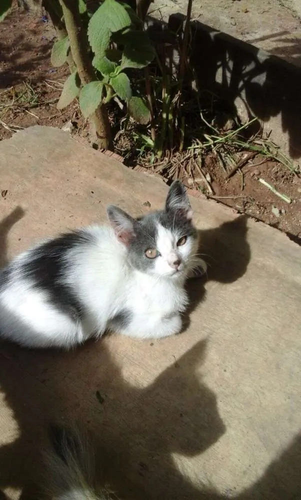 Gato ra a  idade 2 a 6 meses nome Varios