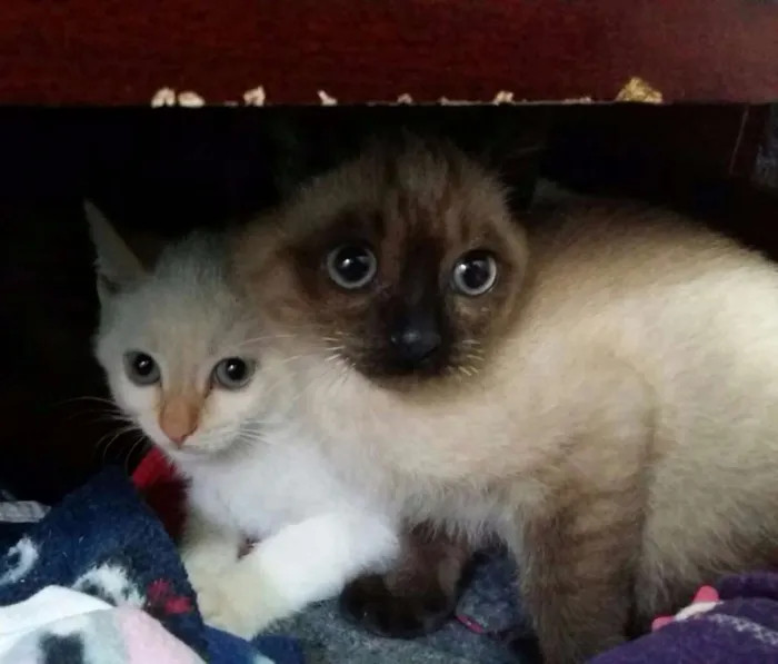 Gato ra a  idade 2 a 6 meses nome Varios