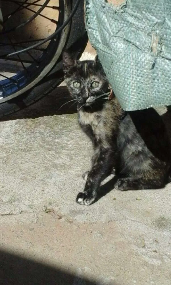 Gato ra a  idade 2 a 6 meses nome Varios