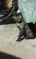 Varios
