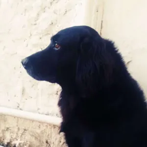 Cachorro raça Labrador  idade 5 anos nome Black 