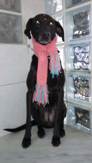 Cachorro raça Srd idade 3 anos nome Meg