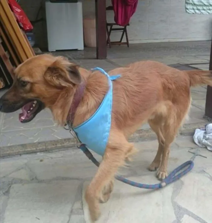 Cachorro ra a Vira lata idade 1 ano nome Ossinho