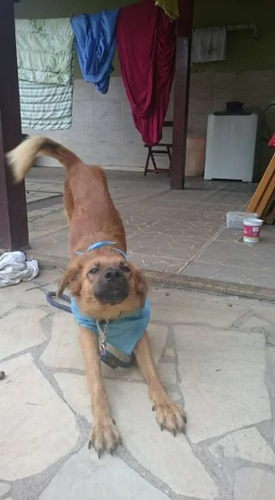 Cachorro ra a Vira lata idade 1 ano nome Ossinho