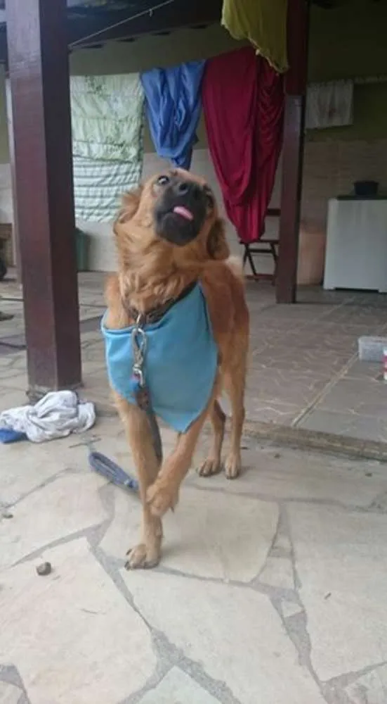 Cachorro ra a Vira lata idade 1 ano nome Ossinho