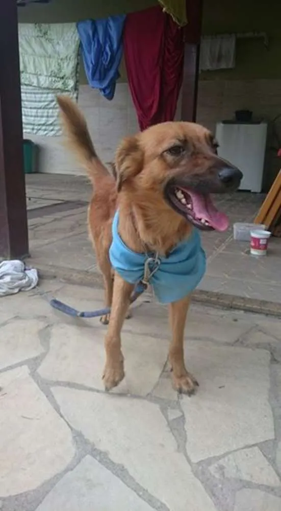 Cachorro ra a Vira lata idade 1 ano nome Ossinho