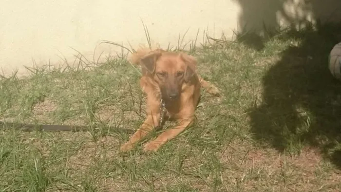 Cachorro ra a Vira lata idade 1 ano nome Ossinho