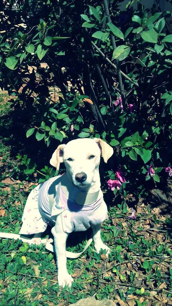 Cachorro raça SRD idade 2 anos nome Flor