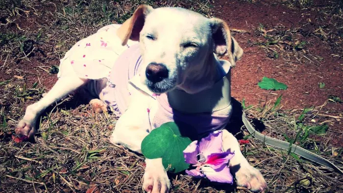 Cachorro raça SRD idade 2 anos nome Flor