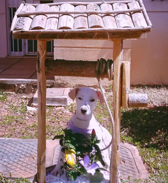 Cachorro raça SRD idade 2 anos nome Flor