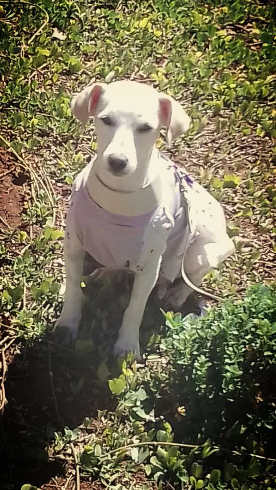 Cachorro raça SRD idade 2 anos nome Flor