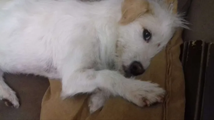Cachorro raça SRD idade 2 anos nome Flor