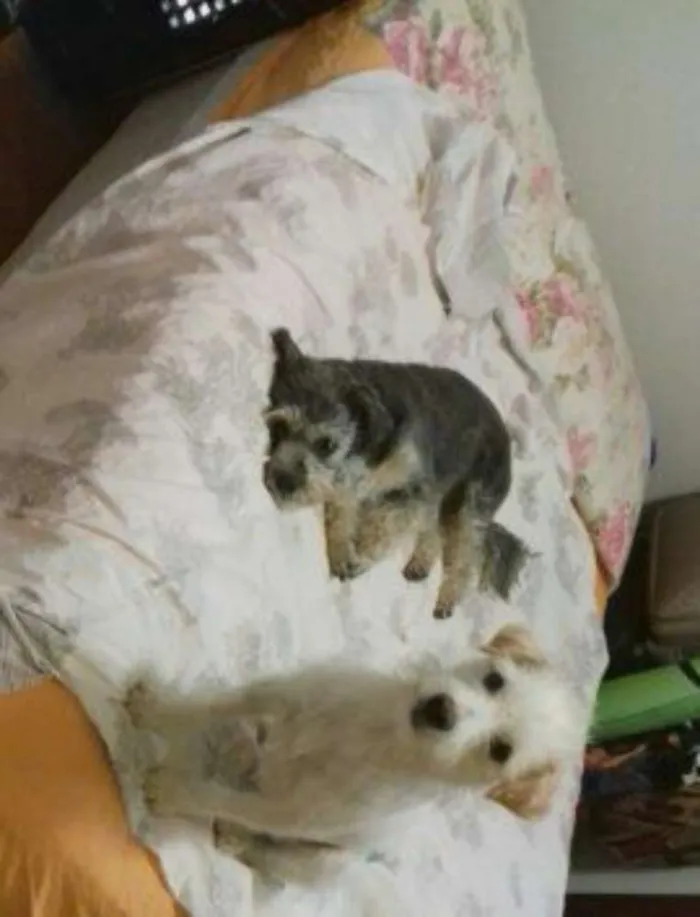 Cachorro raça SRD idade 2 anos nome Flor