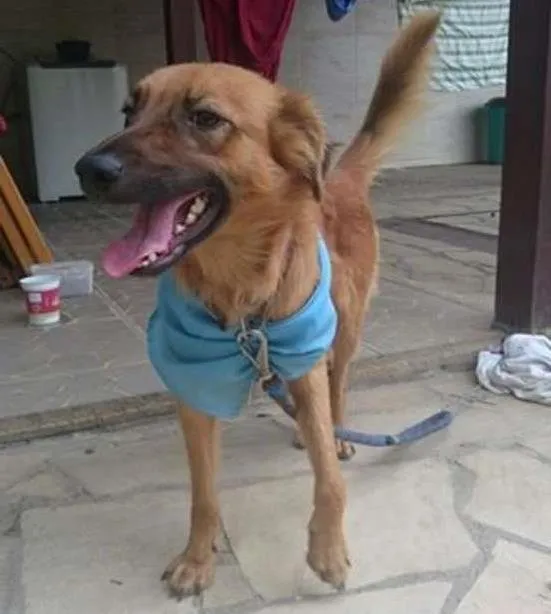 Cachorro ra a Vira lata idade 1 ano nome Ossinho