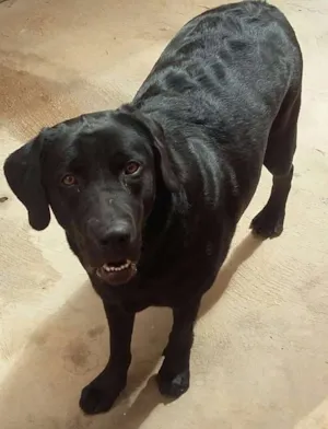 Cachorro raça labrador idade 1 ano nome CHIARA